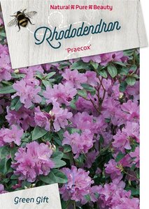 Rhododendron 'Praecox' dwerg BLAUW 40-50 cm cont. 10L - afbeelding 2