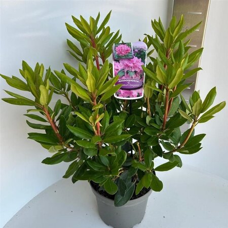 Rhododendron pont. 'Roseum' 30-40 cm cont. 5,0L - afbeelding 1
