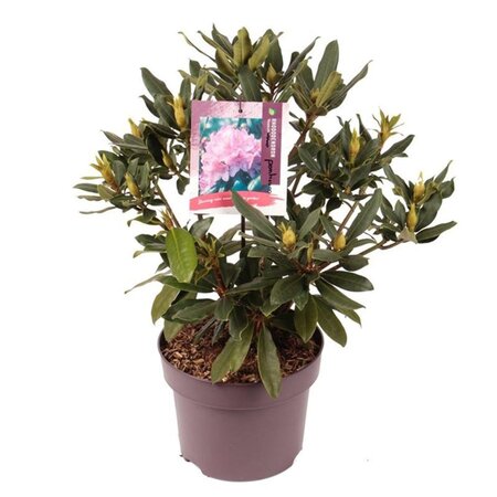 Rhododendron pont. 'Roseum' 30-40 cm cont. 5,0L - afbeelding 3