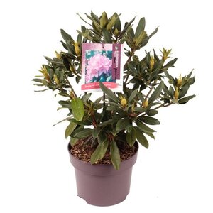 Rhododendron pont. 'Roseum' 30-40 cm cont. 5,0L - afbeelding 3