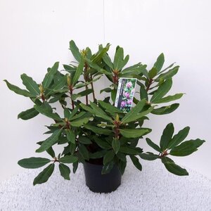 Rhododendron pont. 'Roseum' 30-40 cm cont. 5,0L - afbeelding 2