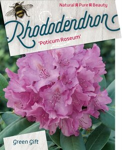 Rhododendron pont. 'Roseum' 60-80 cm cont. 20L - afbeelding 3
