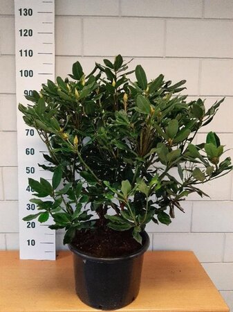 Rhododendron pont. 'Roseum' 60-80 cm cont. 20L - afbeelding 1