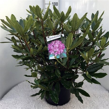 Rhododendron pont. 'Roseum' 60-80 cm cont. 20L - afbeelding 1