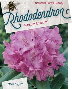 Rhododendron pont. 'Roseum' 70-80 cm cont. 30L - afbeelding 2