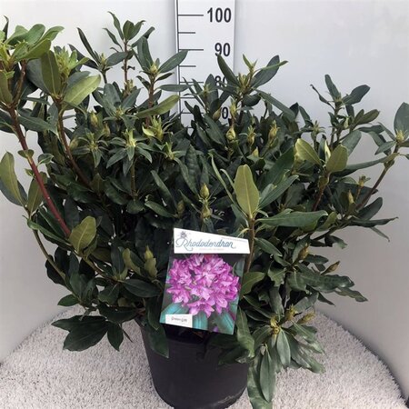 Rhododendron pont. 'Roseum' 70-80 cm cont. 30L - image 2