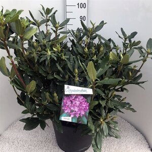 Rhododendron pont. 'Roseum' 70-80 cm cont. 30L - image 2