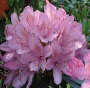 Rhododendron pont. 'Variegatum' PAARS 30-40 cm cont. 5,0L - afbeelding 2