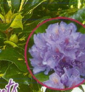 Rhododendron pont. 'Variegatum' PAARS 30-40 cm cont. 5,0L - afbeelding 3