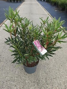 Rhododendron pont. 'Variegatum' PAARS 30-40 cm cont. 5,0L - afbeelding 8