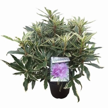 Rhododendron pont. 'Variegatum' PAARS 30-40 cm cont. 5,0L - afbeelding 7