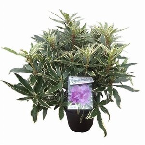 Rhododendron pont. 'Variegatum' PAARS 30-40 cm cont. 5,0L - afbeelding 7