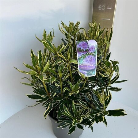 Rhododendron pont. 'Variegatum' PAARS 30-40 cm cont. 5,0L - image 2