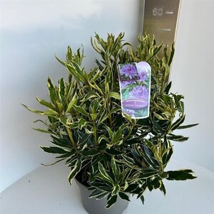 Rhododendron pont. 'Variegatum' PAARS 30-40 cm cont. 5,0L - image 2