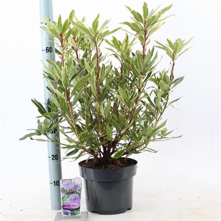 Rhododendron pont. 'Variegatum' PAARS 30-40 cm cont. 5,0L - image 3