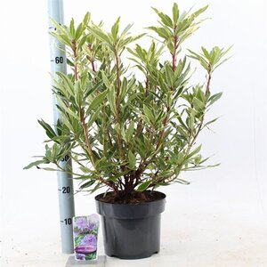 Rhododendron pont. 'Variegatum' PAARS 30-40 cm cont. 5,0L - image 3