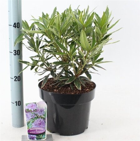 Rhododendron pont. 'Variegatum' PAARS 30-40 cm cont. 5,0L - image 4