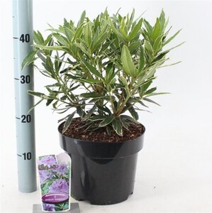 Rhododendron pont. 'Variegatum' PAARS 30-40 cm cont. 5,0L - image 4