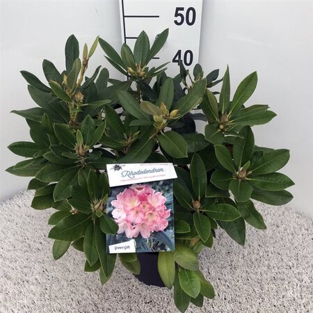 Rhododendron (Y) 'Percy Wiseman' ROZE 30-40 cm cont. 5,0L - afbeelding 3
