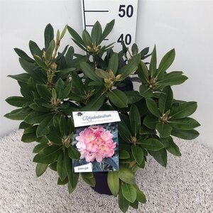 Rhododendron (Y) 'Percy Wiseman' ROZE 30-40 cm cont. 5,0L - afbeelding 3