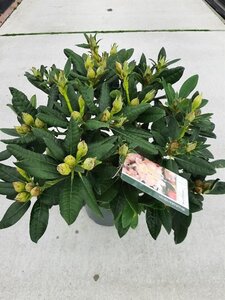 Rhododendron (Y) 'Percy Wiseman' ROZE 30-40 cm cont. 5,0L - afbeelding 4