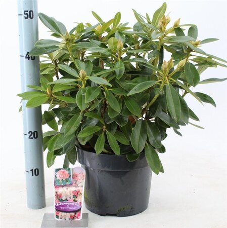 Rhododendron (Y) 'Percy Wiseman' ROZE 30-40 cm cont. 5,0L - afbeelding 4