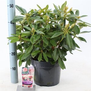 Rhododendron (Y) 'Percy Wiseman' ROZE 30-40 cm cont. 5,0L - afbeelding 4