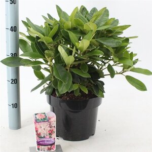Rhododendron (Y) 'Percy Wiseman' ROZE 30-40 cm cont. 5,0L - afbeelding 5