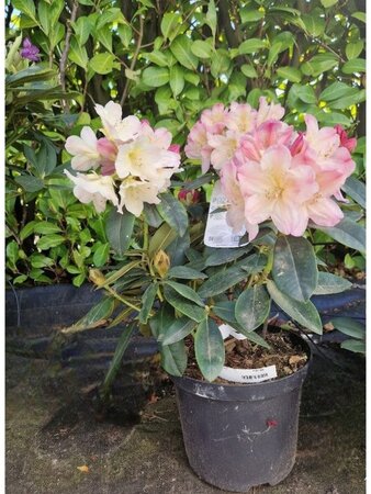 Rhododendron (Y) 'Percy Wiseman' ROZE 30-40 cm cont. 5,0L - afbeelding 2