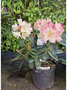 Rhododendron (Y) 'Percy Wiseman' ROZE 30-40 cm cont. 5,0L - afbeelding 2