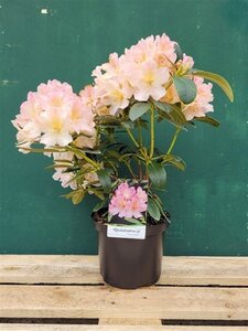 Rhododendron (Y) 'Percy Wiseman' ROZE 30-40 cm cont. 5,0L - image 3