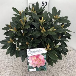 Rhododendron (Y) 'Percy Wiseman' ROZE 40-50 cm cont. 10L