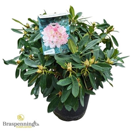 Rhododendron (Y) 'Percy Wiseman' ROZE 50-60 cm cont. 10L - afbeelding 2