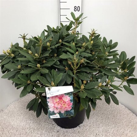 Rhododendron (Y) 'Percy Wiseman' ROZE 50-60 cm cont. 20L - afbeelding 2