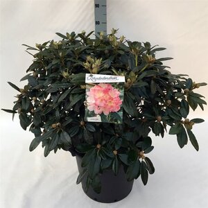 Rhododendron (Y) 'Percy Wiseman' ROZE 60-70 cm cont. 30L - afbeelding 2