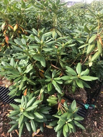 Rhododendron 'Roseum Elegans' PAARS 100-120 cm met kluit - afbeelding 4