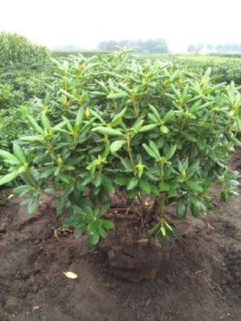 Rhododendron 'Roseum Elegans' PAARS 100-120 cm met kluit - afbeelding 7