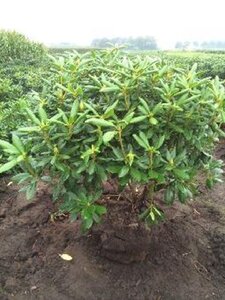 Rhododendron 'Roseum Elegans' PAARS 100-120 cm met kluit - afbeelding 7