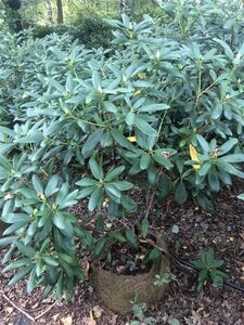Rhododendron 'Roseum Elegans' PAARS 100-120 cm met kluit - afbeelding 2