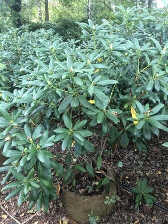 Rhododendron 'Roseum Elegans' PAARS 100-120 cm met kluit - afbeelding 3