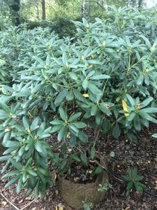 Rhododendron 'Roseum Elegans' PAARS 100-120 cm met kluit - afbeelding 3