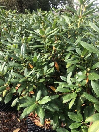 Rhododendron 'Roseum Elegans' PAARS 100-120 cm met kluit - afbeelding 5