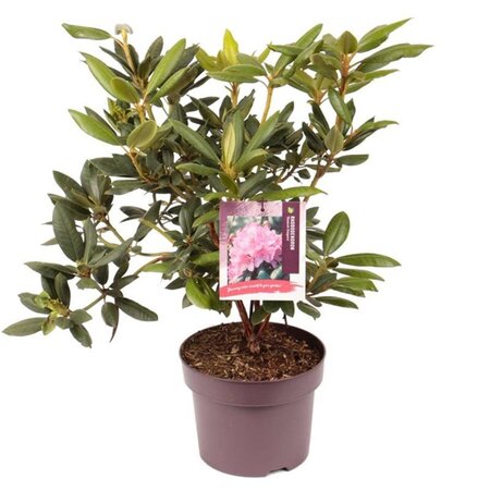 Rhododendron 'Roseum Elegans' PAARS 30-40 cm cont. 5,0L - afbeelding 2