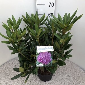 Rhododendron 'Roseum Elegans' PAARS 30-40 cm cont. 5,0L - afbeelding 7