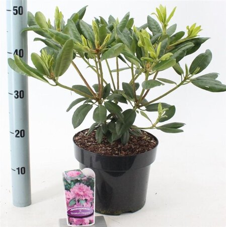 Rhododendron 'Roseum Elegans' PAARS 30-40 cm cont. 5,0L - afbeelding 4