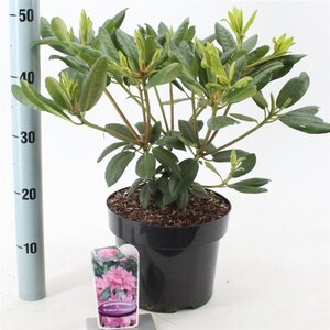 Rhododendron 'Roseum Elegans' PAARS 30-40 cm cont. 5,0L - afbeelding 4