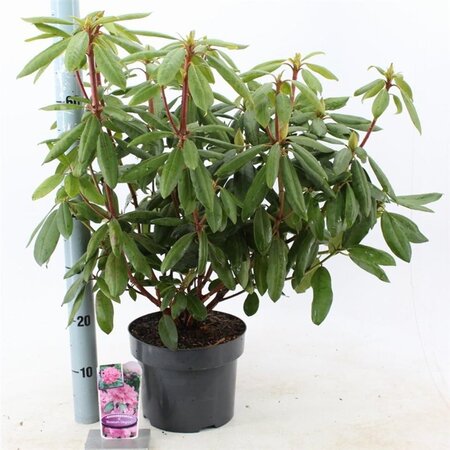 Rhododendron 'Roseum Elegans' PAARS 30-40 cm cont. 5,0L - afbeelding 5