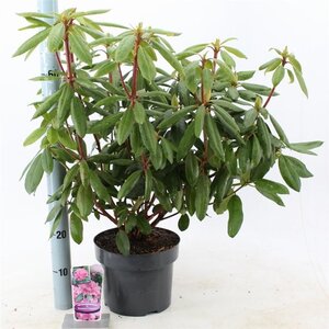 Rhododendron 'Roseum Elegans' PAARS 30-40 cm cont. 5,0L - afbeelding 5