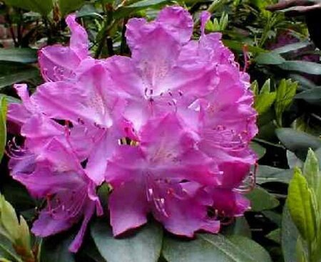 Rhododendron 'Roseum Elegans' PAARS 30-40 cm cont. 5,0L - afbeelding 6
