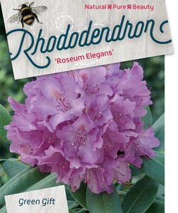Rhododendron 'Roseum Elegans' PAARS 30-40 cm cont. 5,0L - afbeelding 8